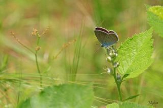 okgzl Gzel Mavi (Polyommatus bellis)