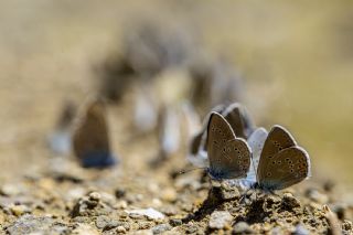 okgzl Gzel Mavi (Polyommatus bellis)