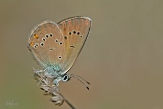 okgzl Gzel Mavi (Polyommatus bellis)
