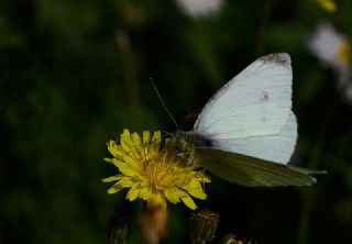 Kk Beyazmelek (Pieris rapae)