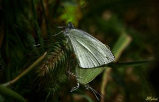 Kk Beyazmelek (Pieris rapae)