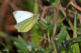 Kk Beyazmelek (Pieris rapae)