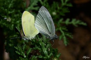 Kk Beyazmelek (Pieris rapae)