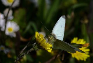 Kk Beyazmelek (Pieris rapae)