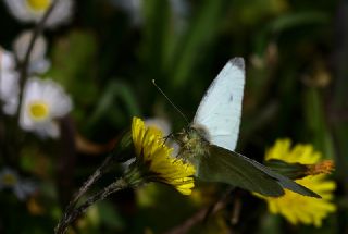 Kk Beyazmelek (Pieris rapae)