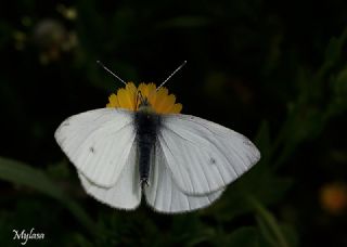 Küçük Beyazmelek (Pieris rapae)