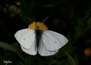 Kk Beyazmelek (Pieris rapae)