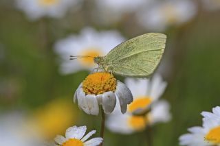 Kk Beyazmelek (Pieris rapae)