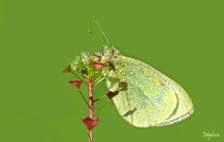 Kk Beyazmelek (Pieris rapae)