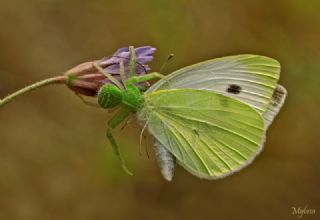 Kk Beyazmelek (Pieris rapae)