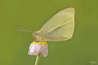 Kk Beyazmelek (Pieris rapae)