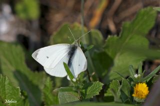 Kk Beyazmelek (Pieris rapae)