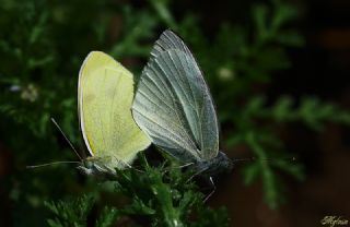 Kk Beyazmelek (Pieris rapae)