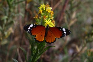 Sultan (Danaus chrysippus)