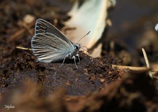 Glek okgzls (Polyommatus cilicius)