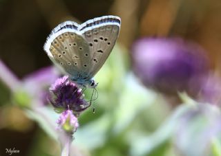 okgzl Kk Turan Mavisi (Polyommatus cornelius)