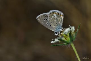 okgzl Kk Turan Mavisi (Polyommatus cornelius)