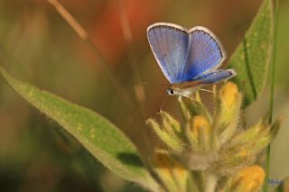 okgzl Kk Turan Mavisi (Polyommatus cornelius)