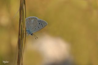 okgzl Kk Turan Mavisi (Polyommatus cornelius)