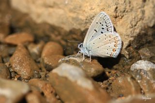 �okg�zl� K���k Turan Mavisi&nbsp;(Polyommatus&nbsp;cornelius)