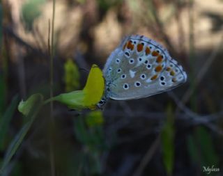okgzl Gk Mavisi (Polyommatus bellargus)