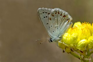 okgzl Yalanc illi Mavi (Polyommatus corydonius)