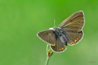 okgzl Geranium Mavisi (Aricia eumedon)