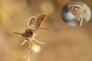 Anadolu okgzls (Polyommatus hyacinthus)