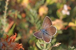 Anadolu �okg�zl�s�&nbsp;(Polyommatus&nbsp;hyacinthus)