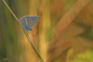 okgzl figenya (Polyommatus iphigenia)