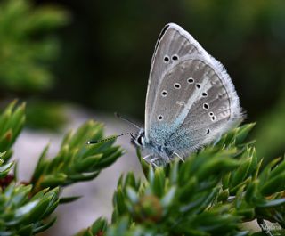 okgzl figenya (Polyommatus iphigenia)