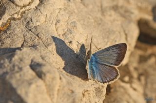 okgzl figenya (Polyommatus iphigenia)