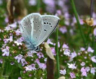 okgzl figenya (Polyommatus iphigenia)