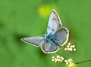 �okg�zl� Toros Mavisi&nbsp;(Aricia&nbsp;isauricus)