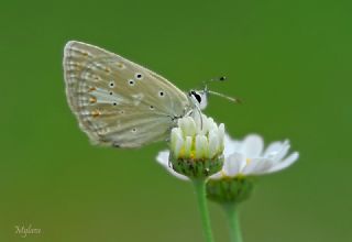 �okg�zl� Toros Mavisi&nbsp;(Aricia&nbsp;isauricus)