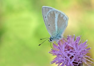 okgzl Toros Mavisi (Aricia isauricus)