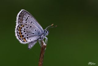 G�m�� Lekeli Esmerg�z&nbsp;(Plebejus&nbsp;argus)