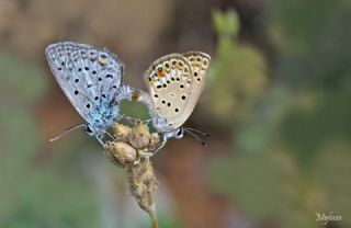 �okg�zl� G�m�� Mavi&nbsp;(Albulina&nbsp;loewii)