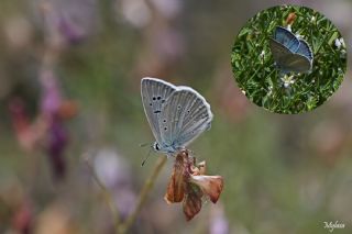okgzl Carbonell Mavisi (Polyommatus lycius)