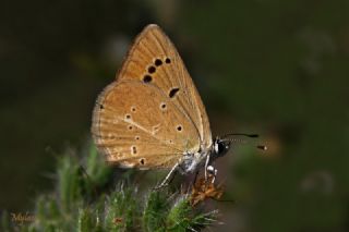 okgzl Amasya Esmeri (Polyommatus mithridates)