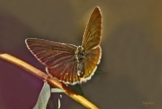 okgzl Amasya Esmeri (Polyommatus mithridates)