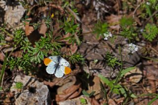 Turuncu Ssl (Anthocharis cardamines)