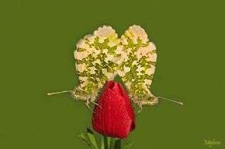 Turuncu Ssl (Anthocharis cardamines)