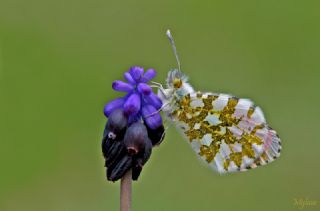 Turuncu Ssl (Anthocharis cardamines)