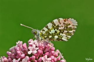 Turuncu Ssl (Anthocharis cardamines)