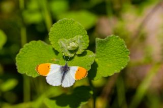 Turuncu Ssl (Anthocharis cardamines)
