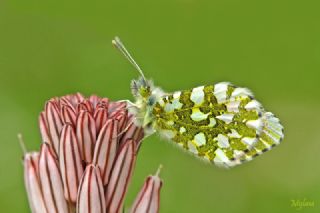 Turuncu Ssl (Anthocharis cardamines)