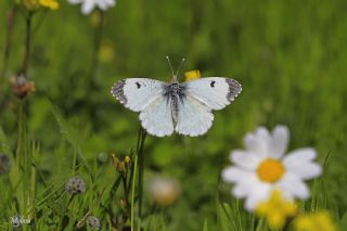Turuncu Ssl (Anthocharis cardamines)