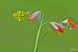 Turuncu Ssl (Anthocharis cardamines)