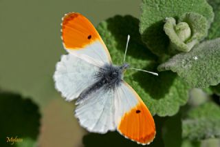 Turuncu Ssl (Anthocharis cardamines)